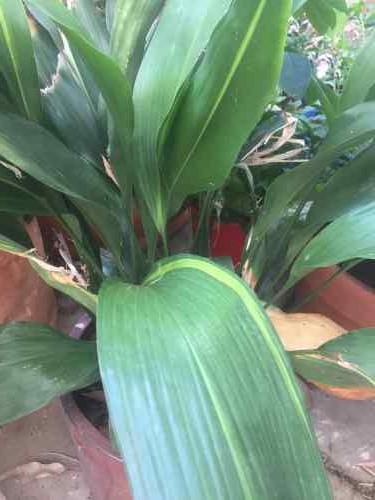 aspidistra